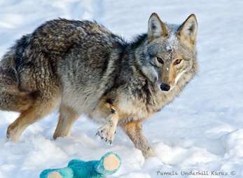 Canada goose jacket animal Clearance